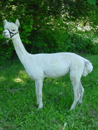 Alpaca For Sale - Casper at Fancy Fiber Farm